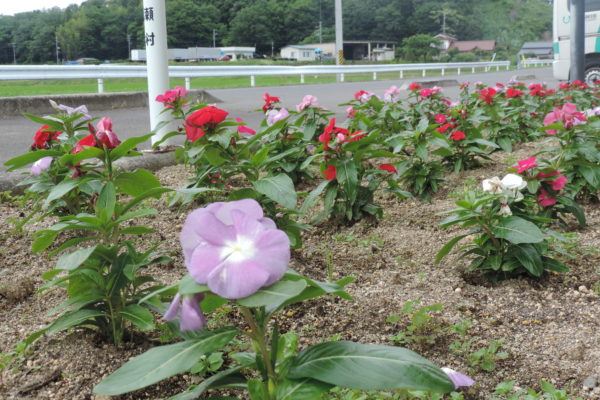 施設前花壇の日日草